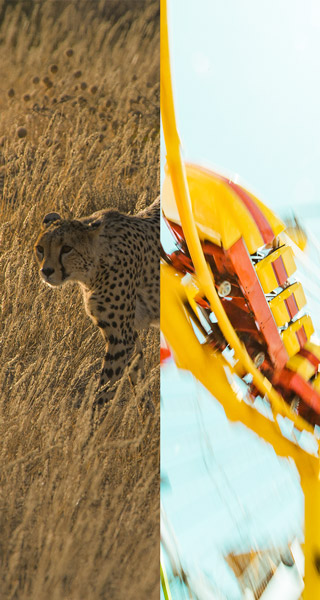 A cheetah running through a field