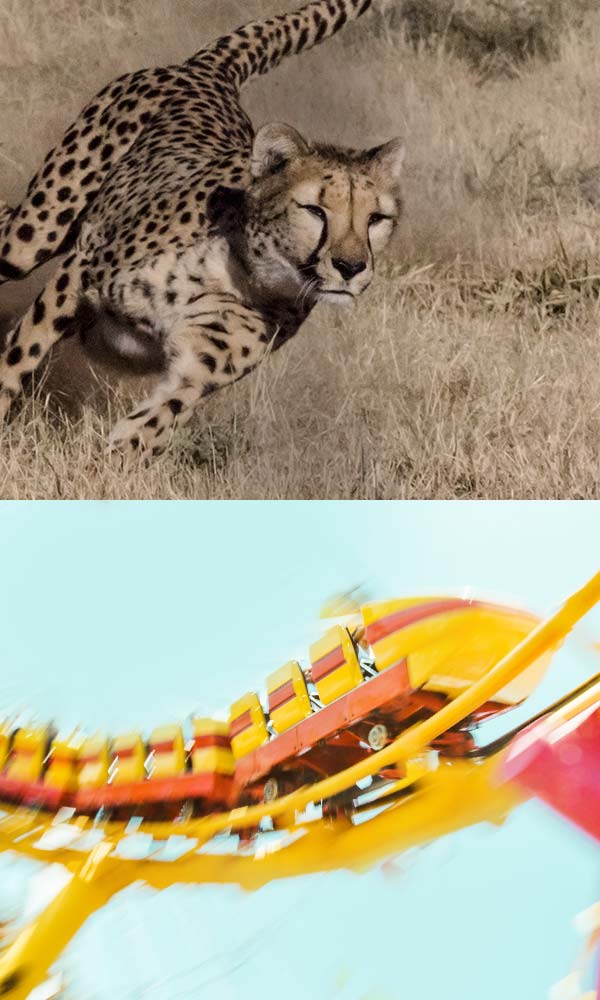 A cheetah running through a field