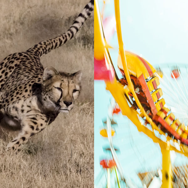 A cheetah running through a field